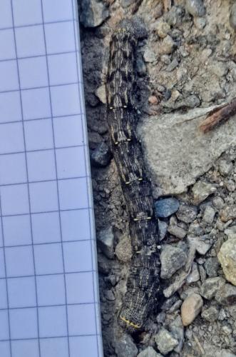 Réf. 333 155 : Lycia hirtaria